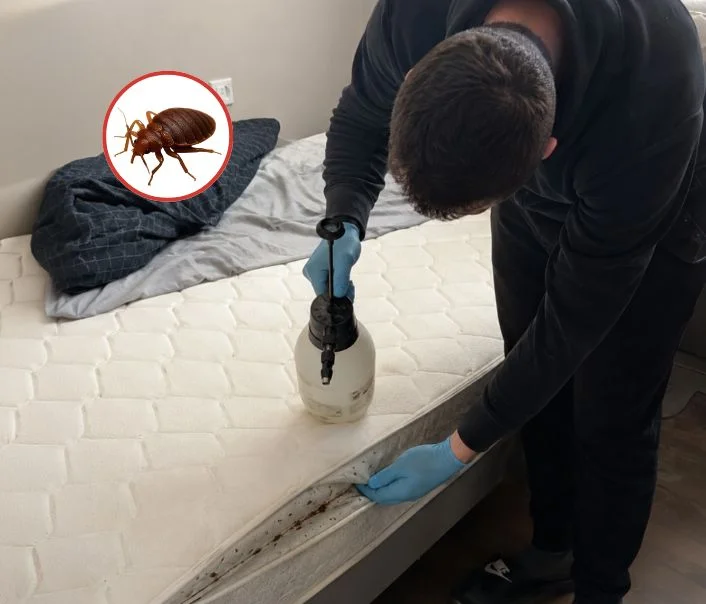 Technicien traitant un matelas contre les punaises de lit à Évecquemont